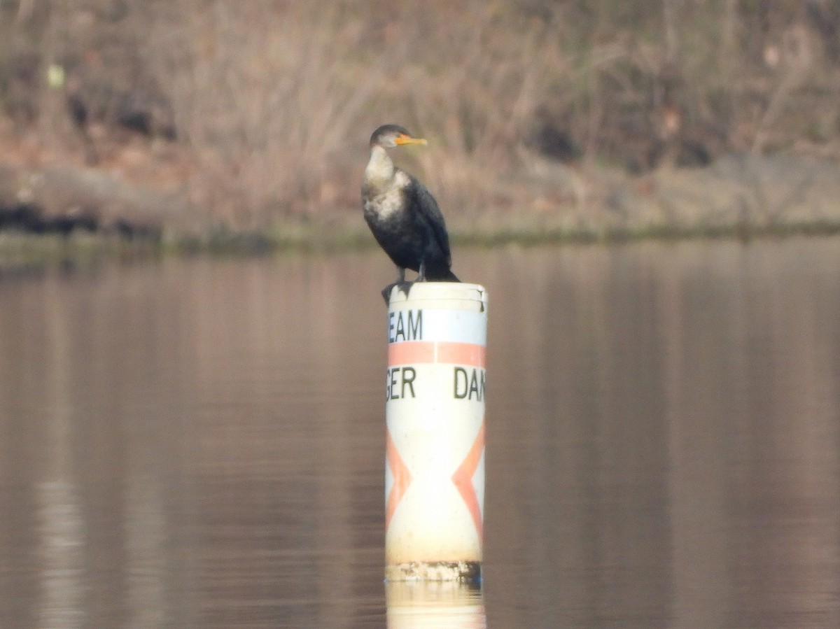 Double-crested Cormorant - ML287505631