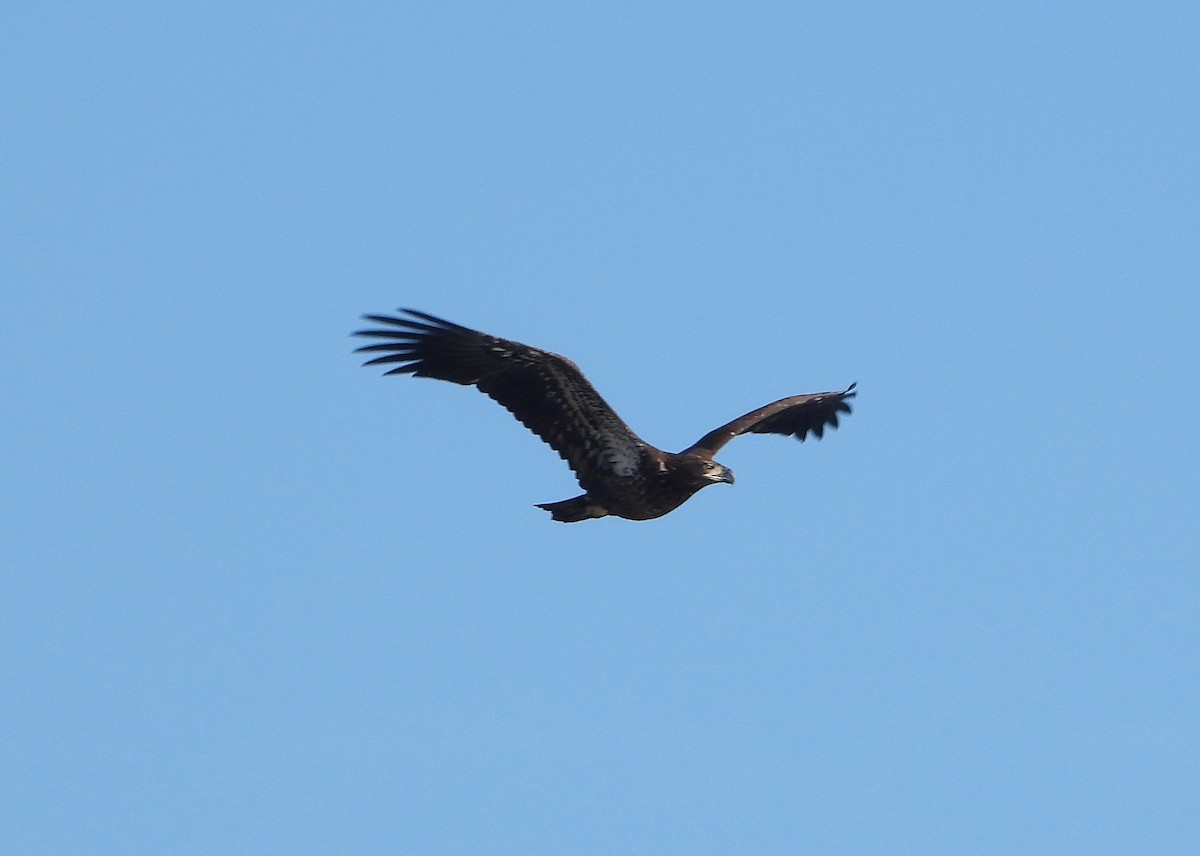 Bald Eagle - ML287505671