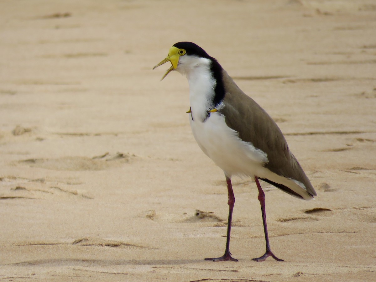 Masked Lapwing - ML28750611