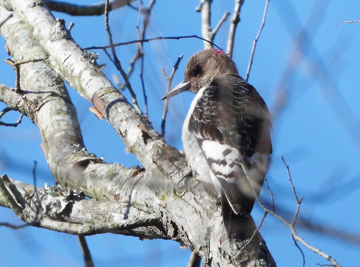 Red-headed Woodpecker - ML287507381