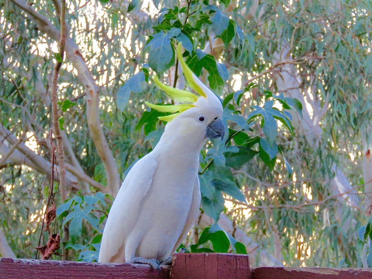 Sulphur-crested Cockatoo - ML28750741