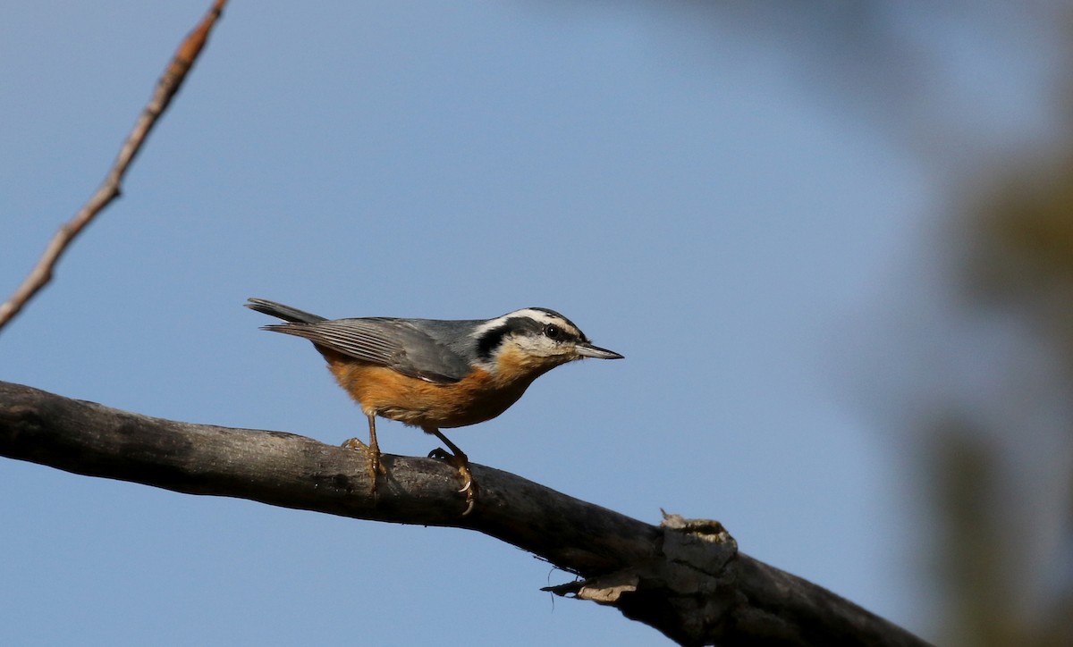 Red-breasted Nuthatch - ML287510911