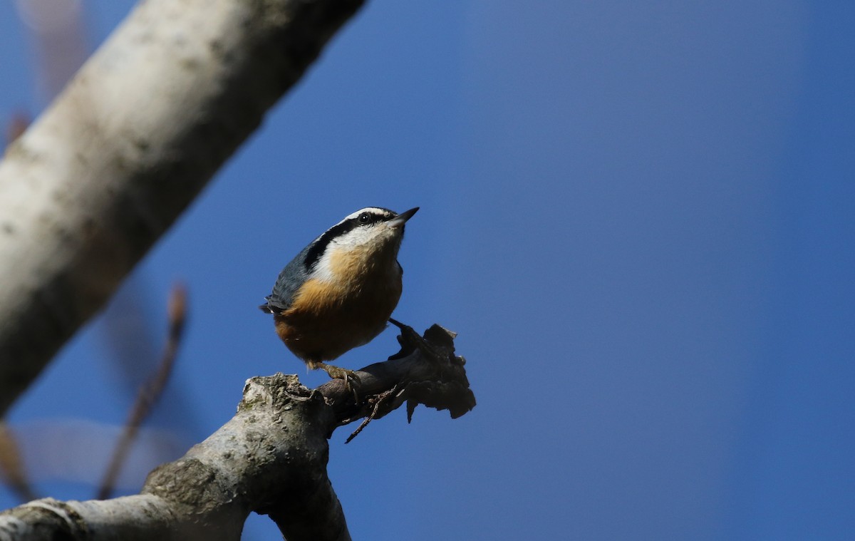Red-breasted Nuthatch - ML287510951