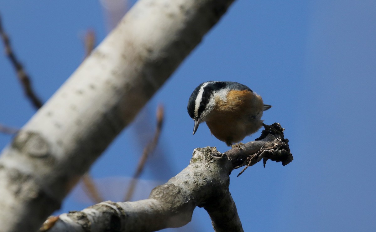 Red-breasted Nuthatch - ML287510961