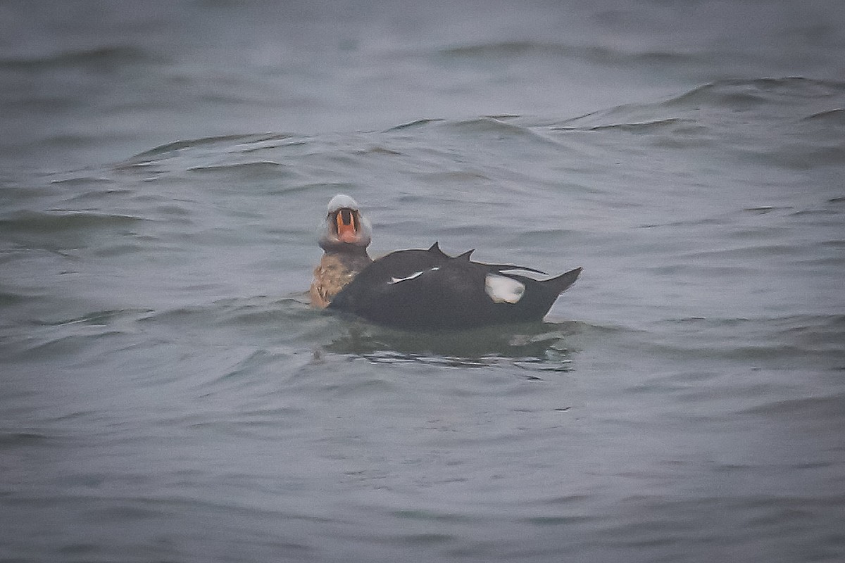 King Eider - ML287511551