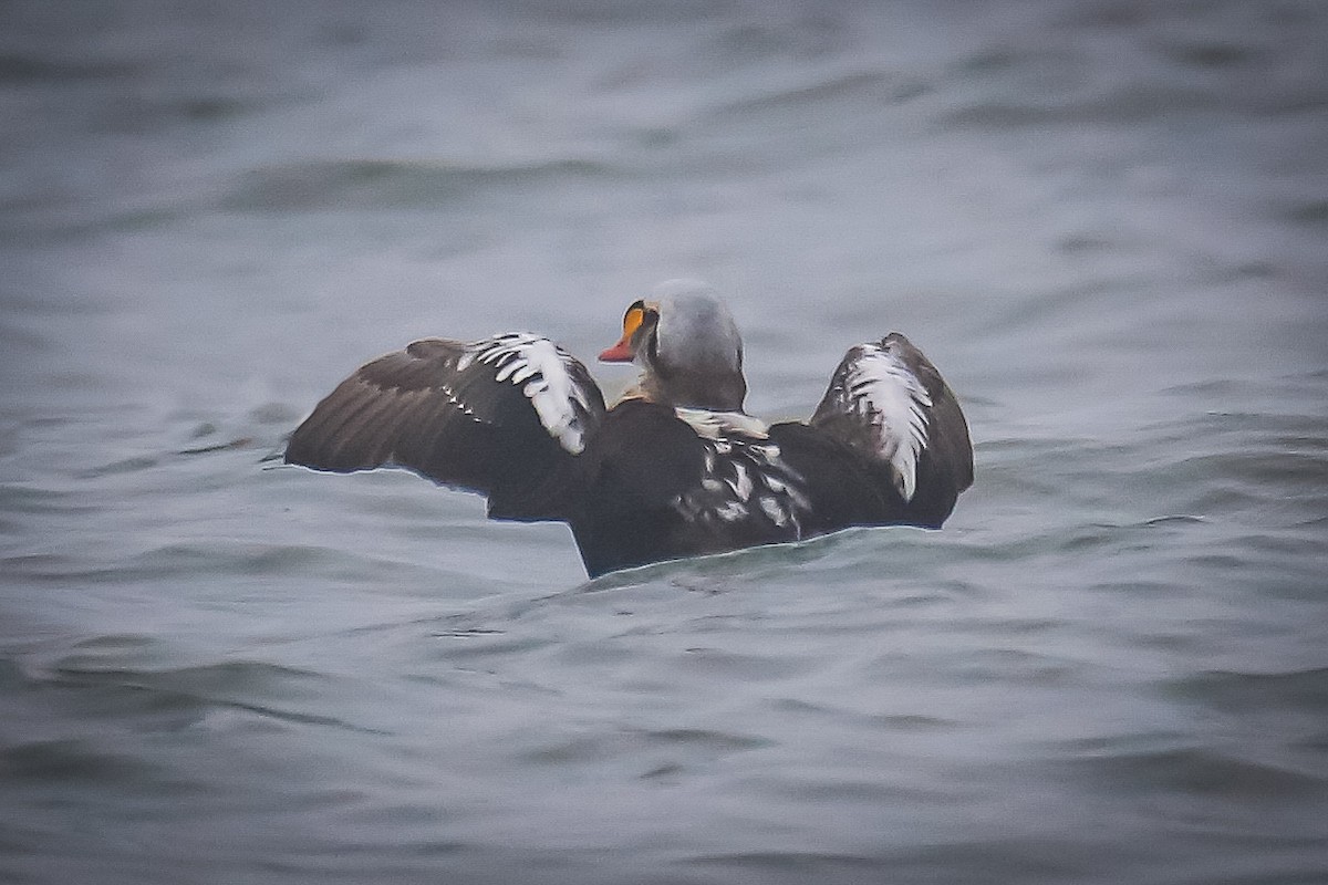 King Eider - ML287511601