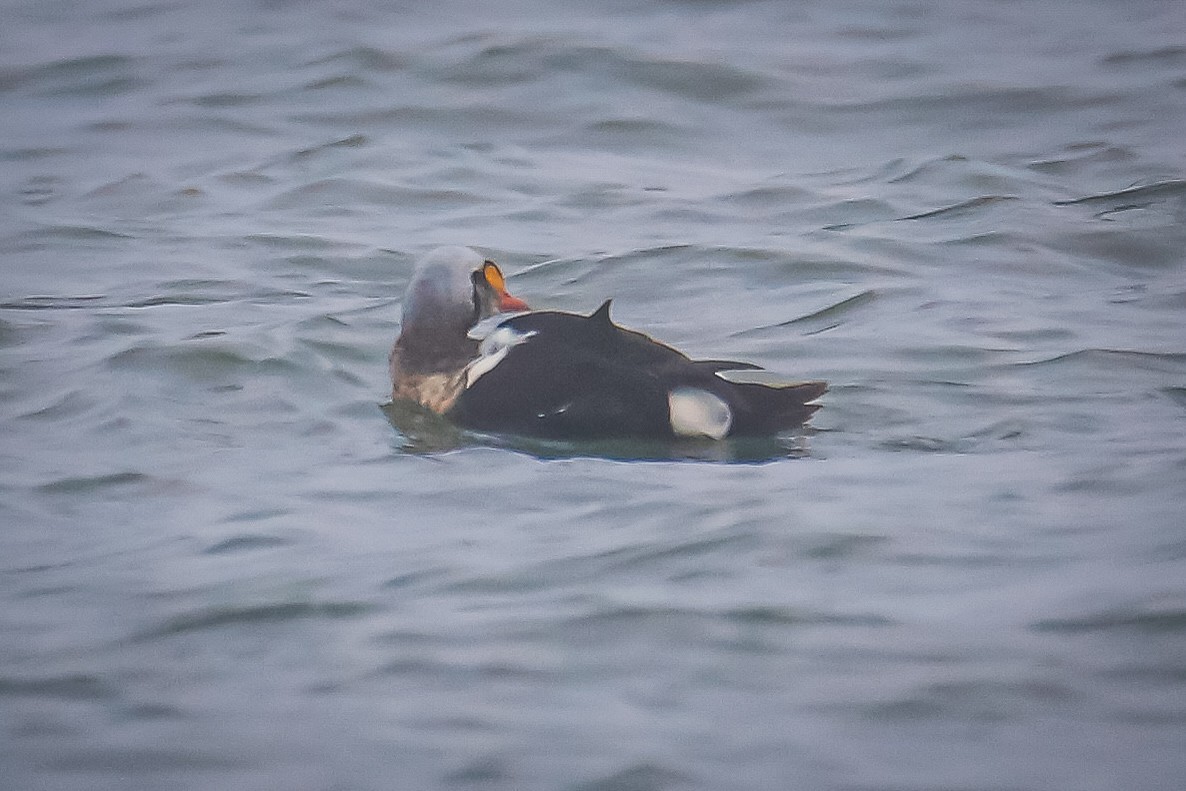 King Eider - ML287511631