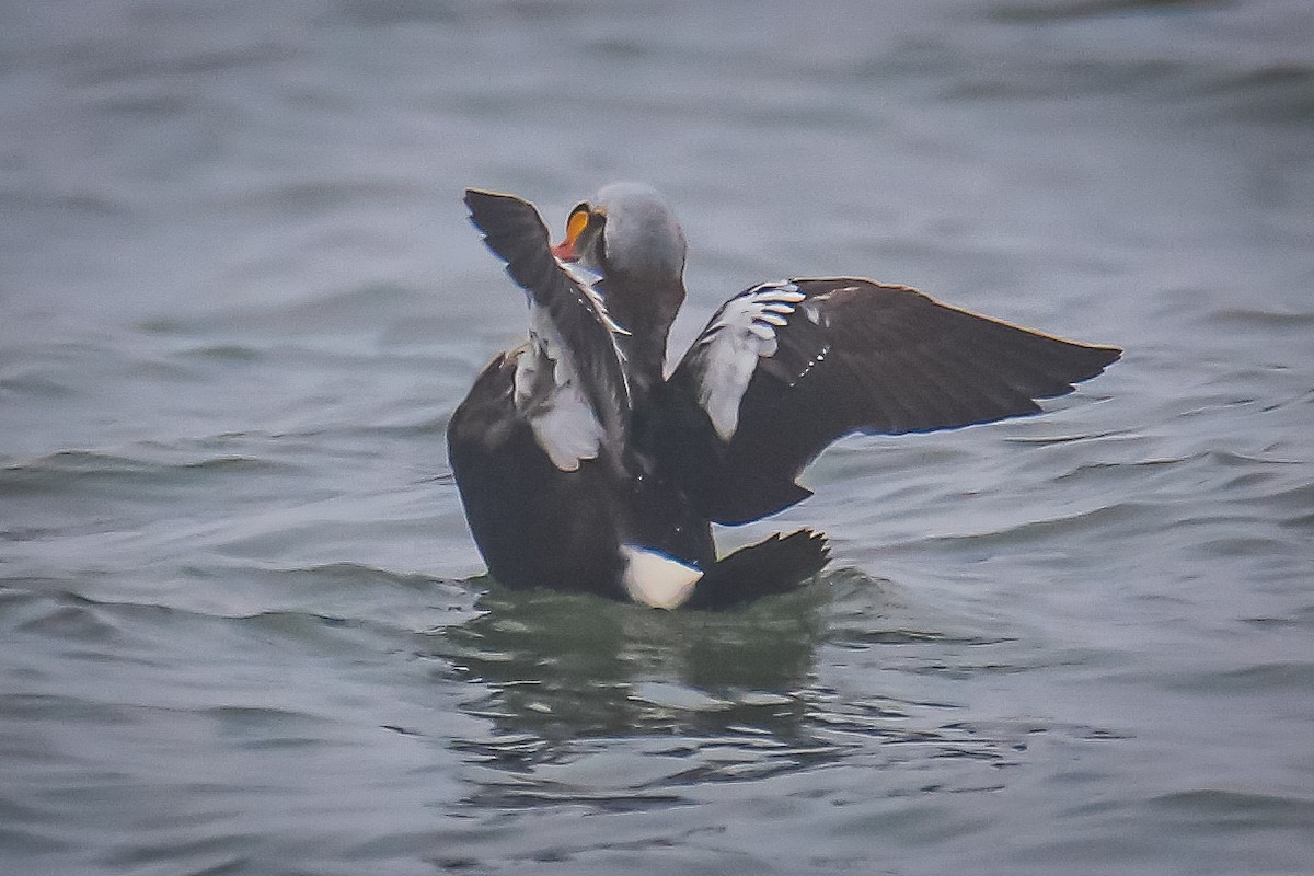 Eider à tête grise - ML287511641