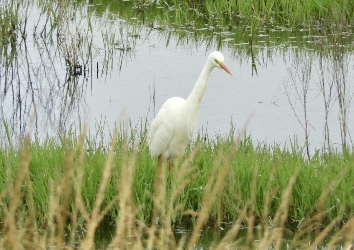 Plumed Egret - ML287513031