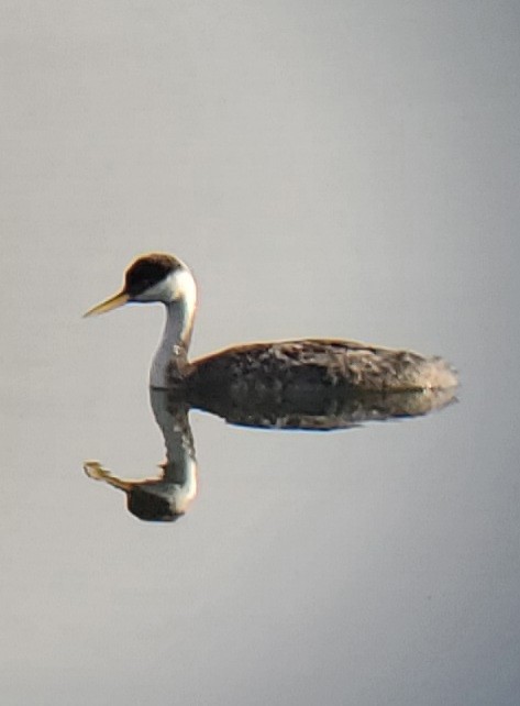 Western Grebe - ML287514481