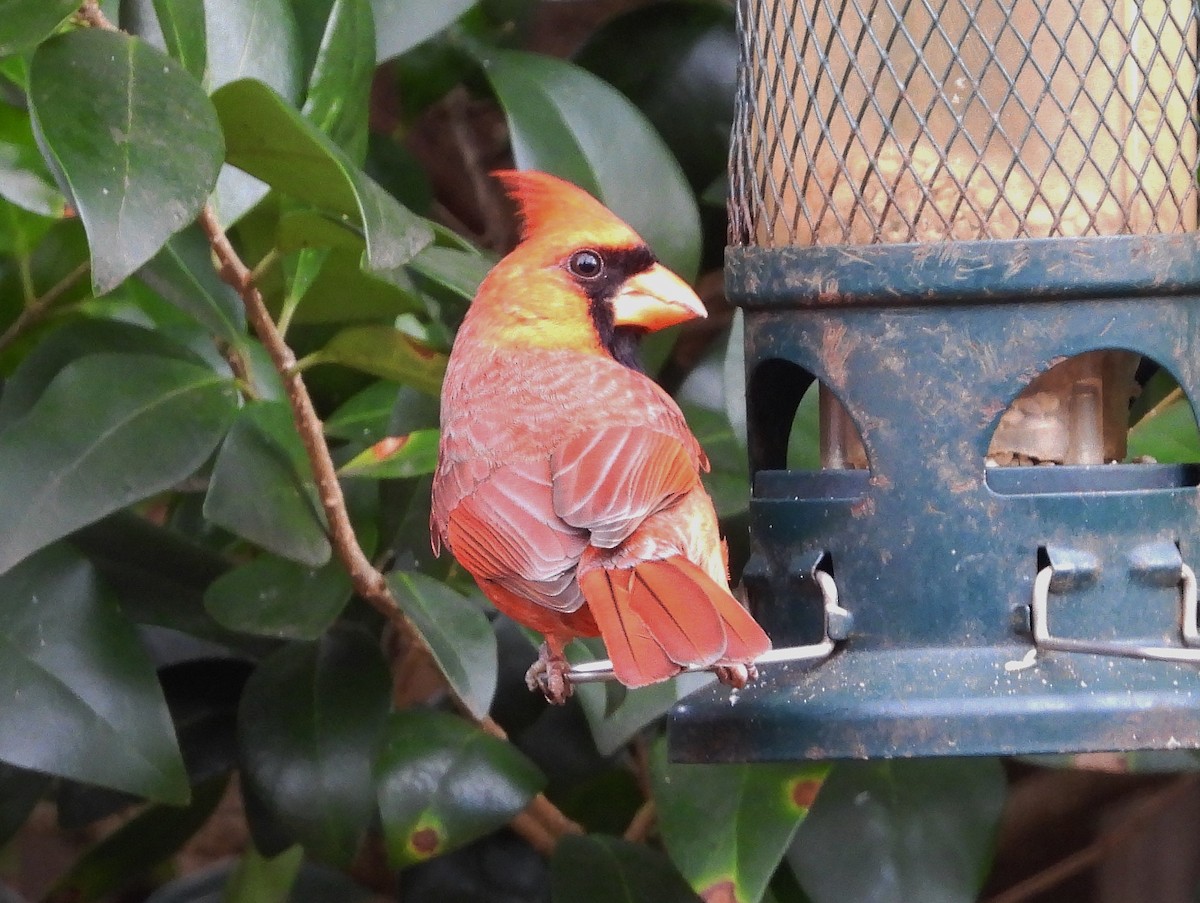 Northern Cardinal - ML287515861