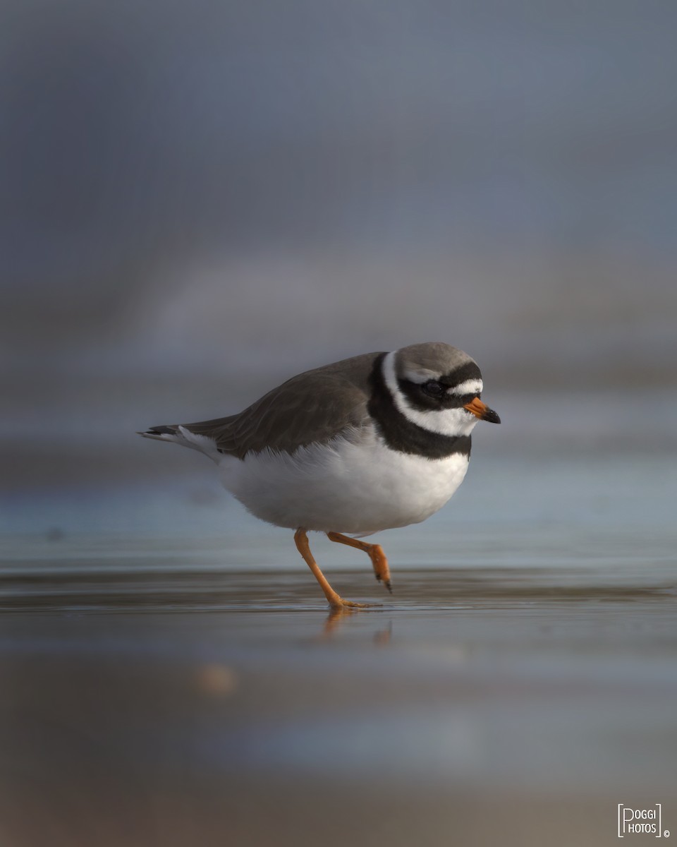 Common Ringed Plover - ML287518181