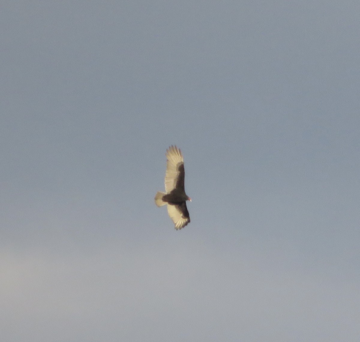Turkey Vulture - ML287519331