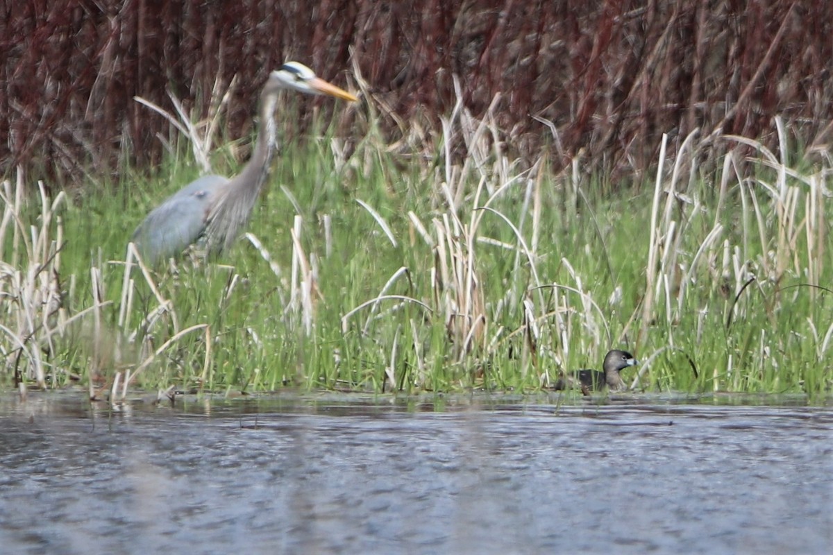 Pied-billed Grebe - ML287521611