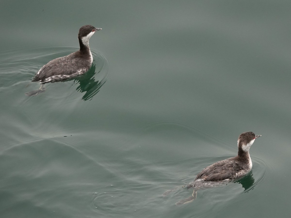 Horned Grebe - Norman Uyeda