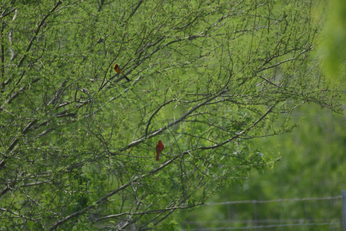 Hooded Oriole - ML287524151