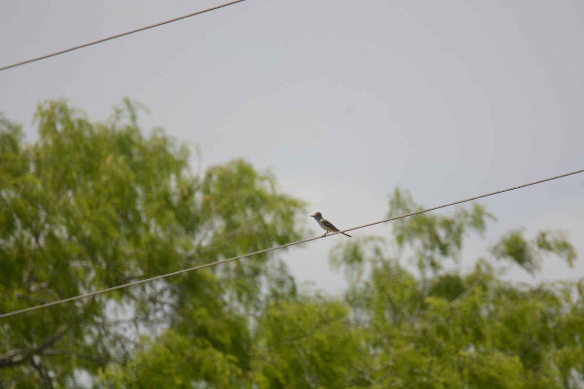 Ash-throated Flycatcher - ML287524231