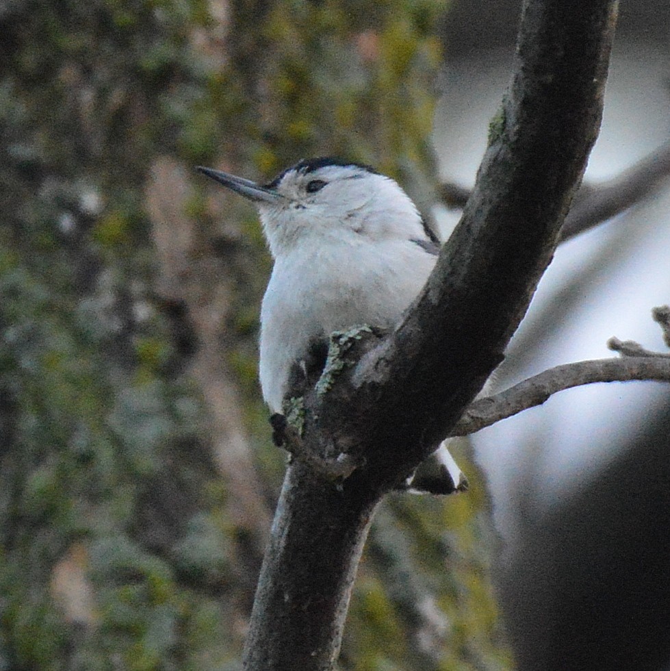 Sittelle à poitrine blanche - ML28752491