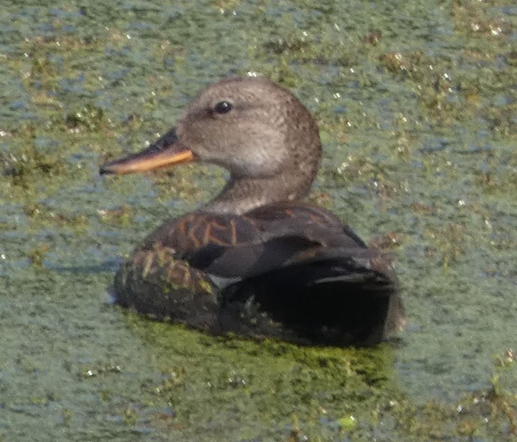 Gadwall - Bill Pranty