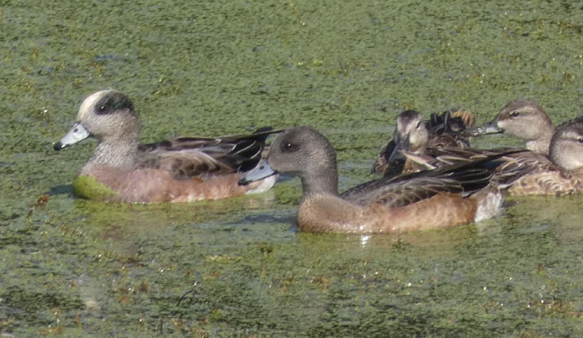 American Wigeon - Bill Pranty