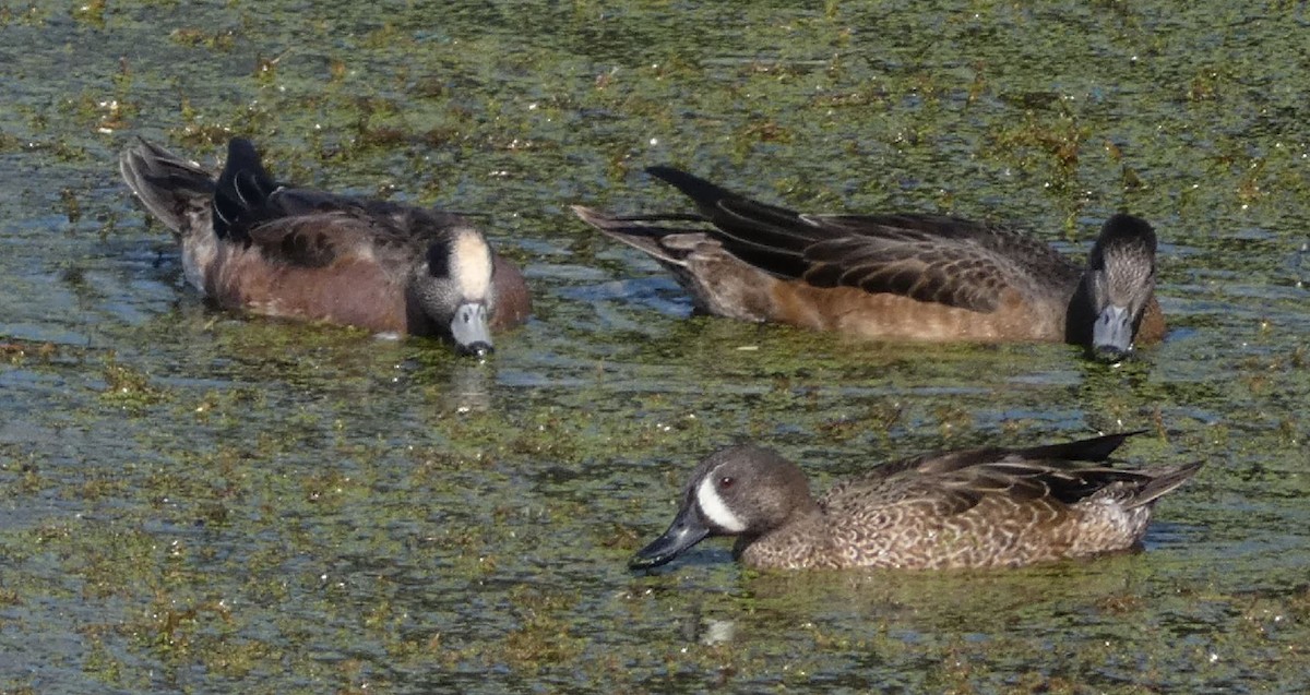 American Wigeon - ML287526651