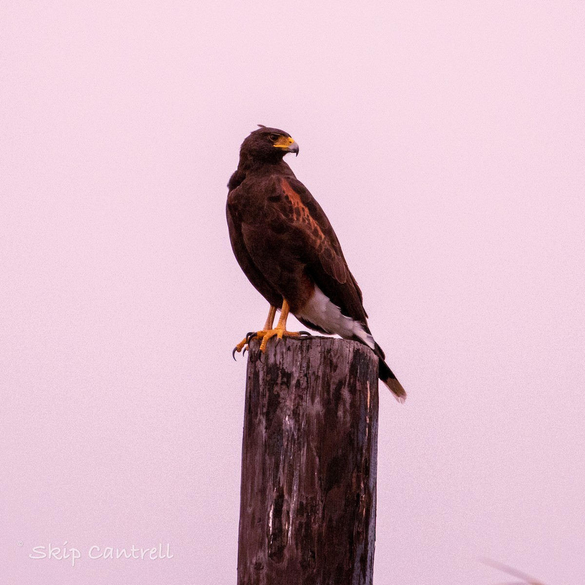 Harris's Hawk - ML287527141