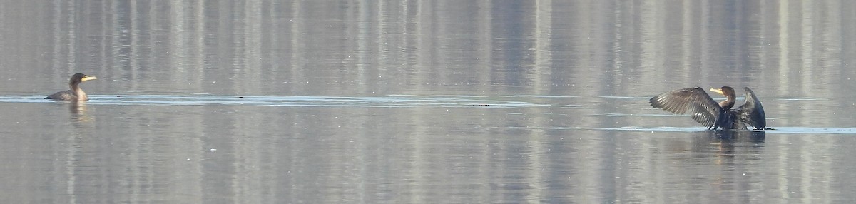 Double-crested Cormorant - ML287527851