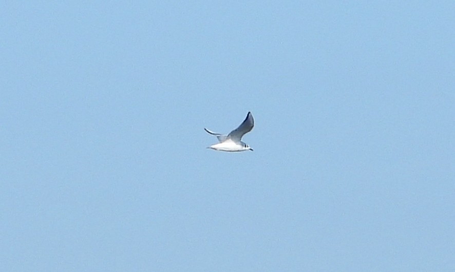 Bonaparte's Gull - ML287527931