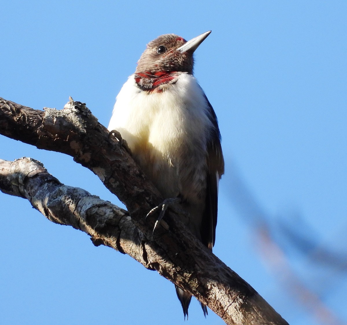 Red-headed Woodpecker - ML287528091
