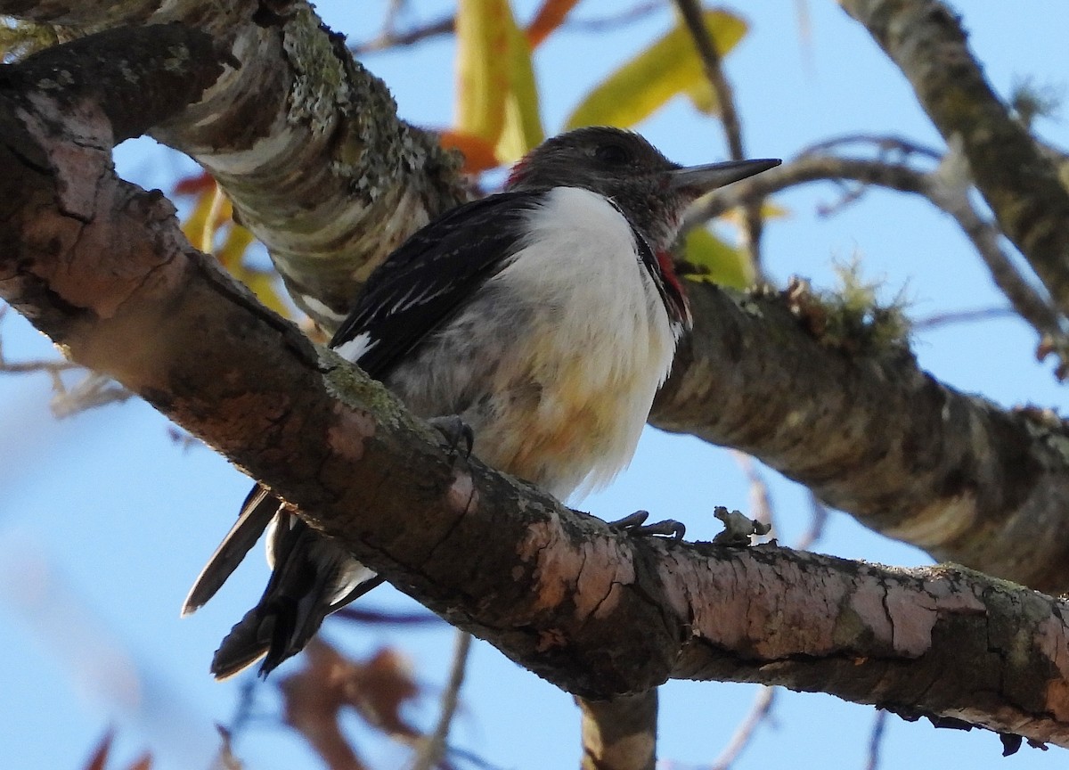 Red-headed Woodpecker - ML287528101