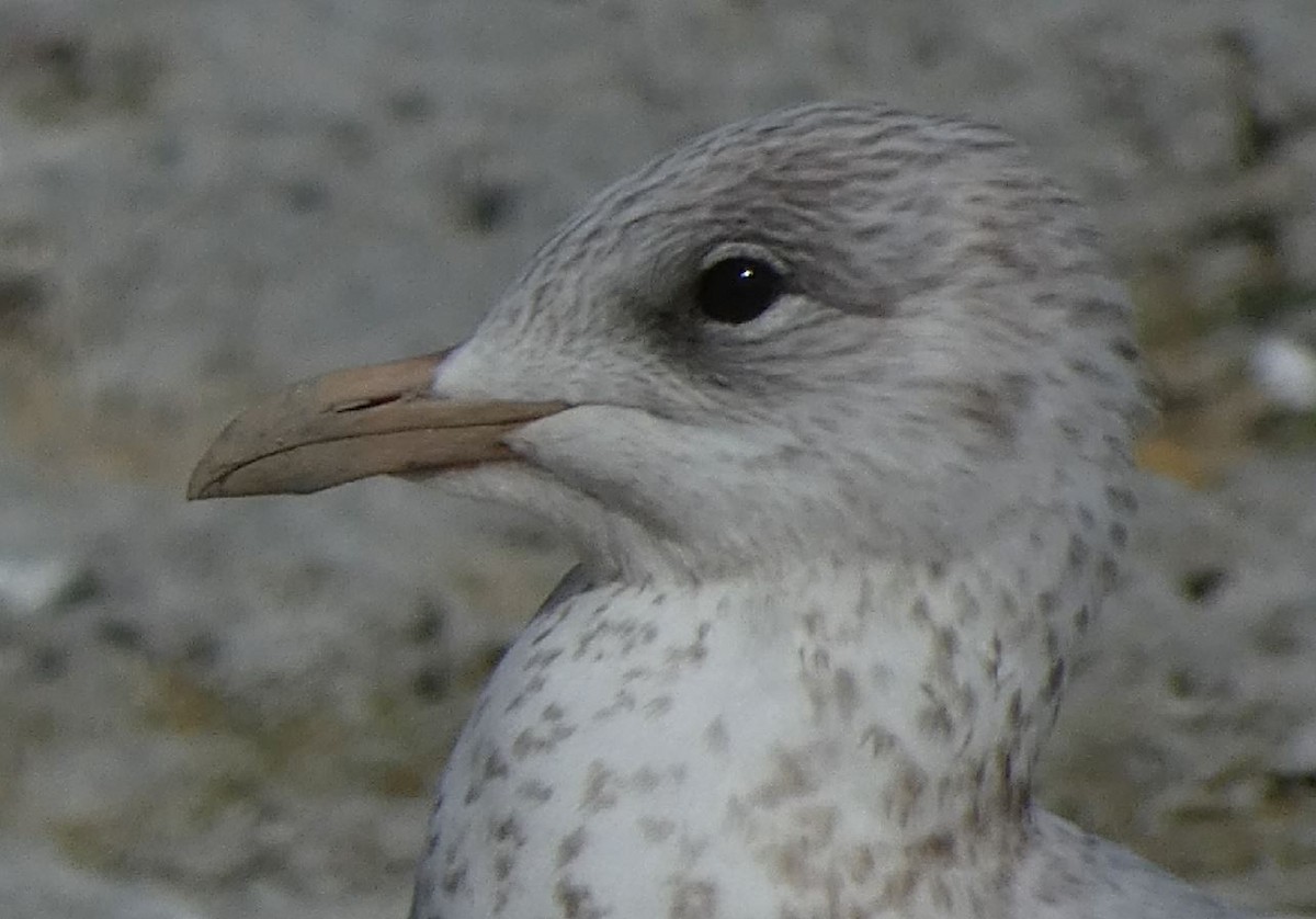 goéland ou mouette sp. - ML287528841