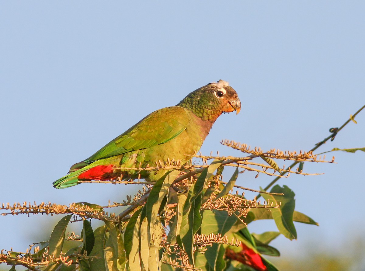 Папуга-червоногуз зеленощокий - ML287528891