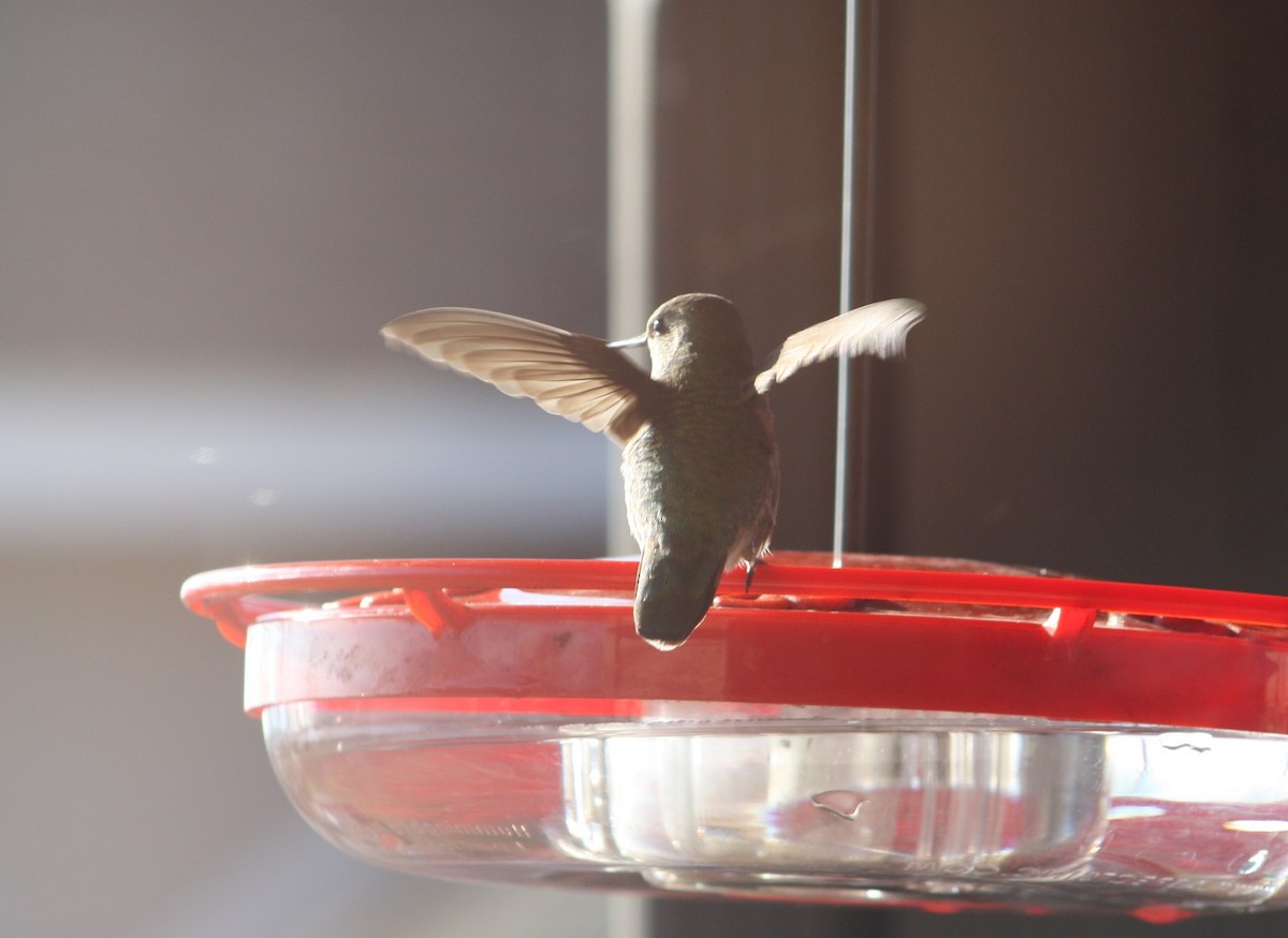 Anna's Hummingbird - ML287529381