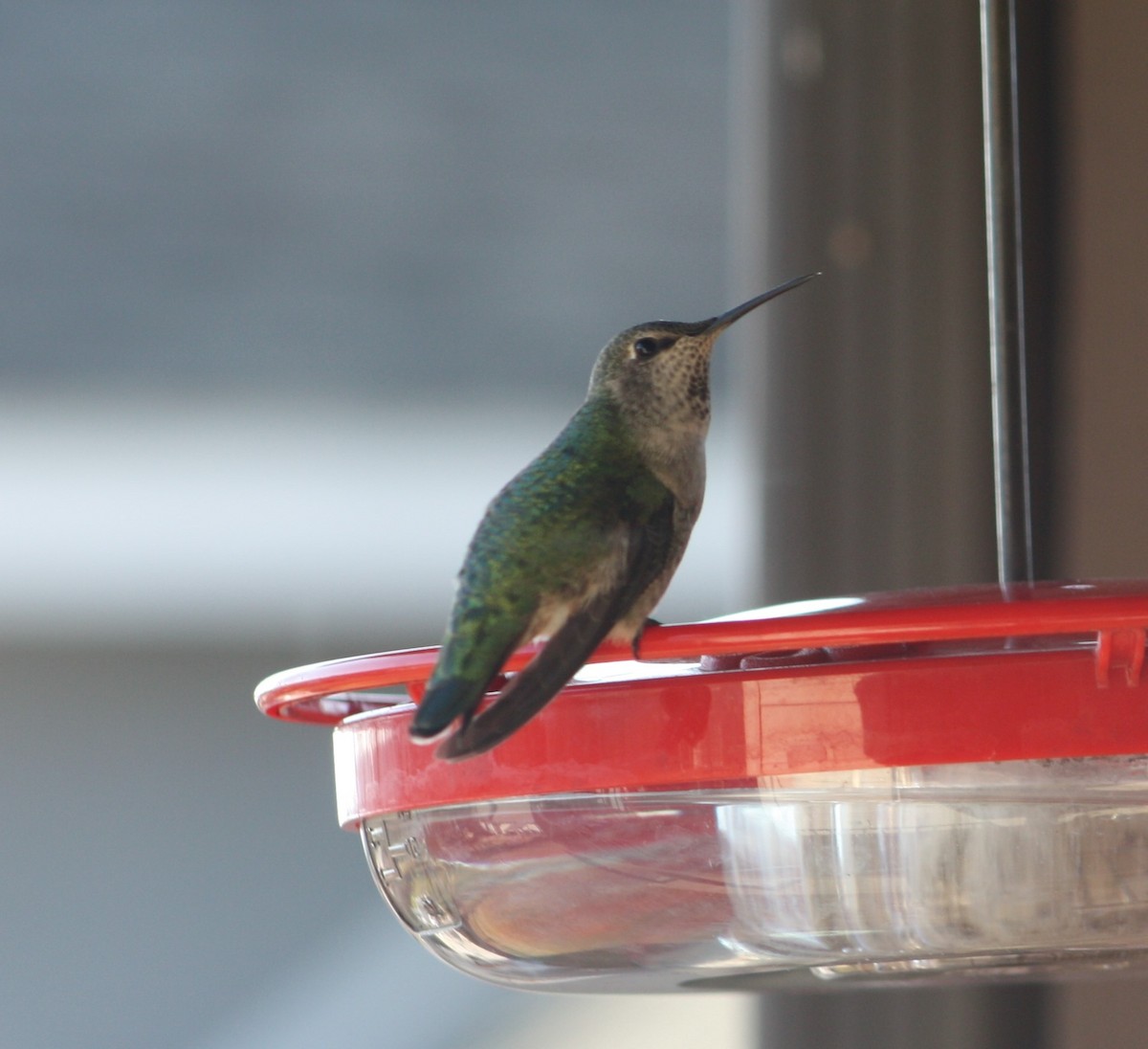 Anna's Hummingbird - ML287529391