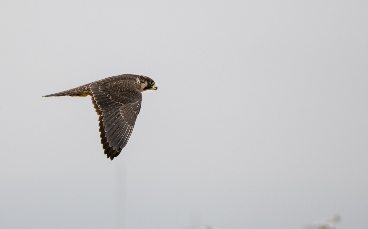 Peregrine Falcon - ML287529661