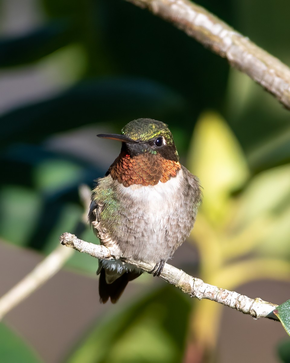 Ruby-throated Hummingbird - Hank Davis
