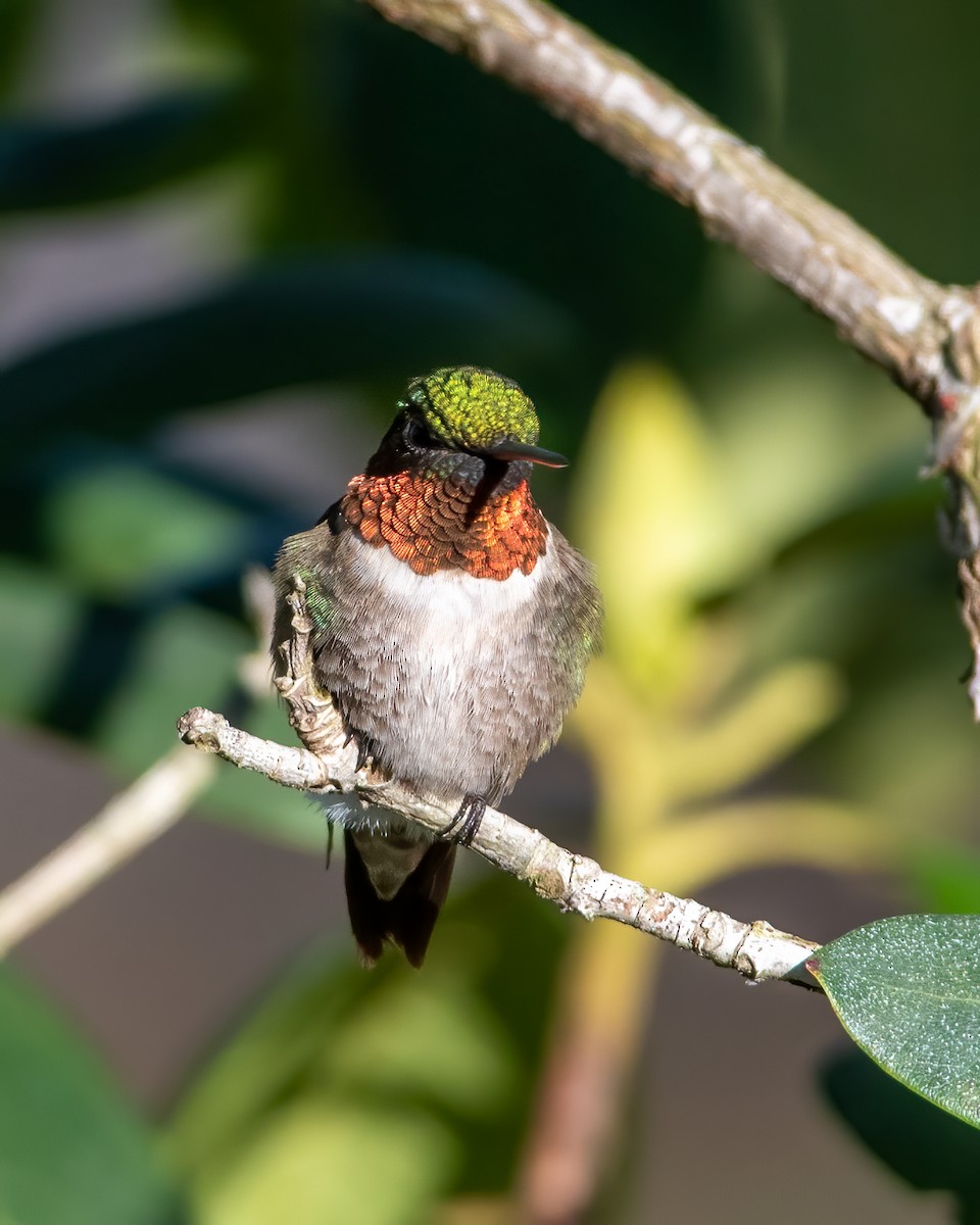 Ruby-throated Hummingbird - Hank Davis