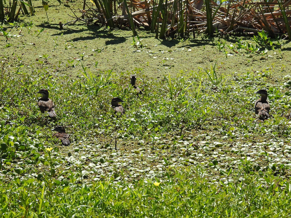 Masked Duck - ML287530621