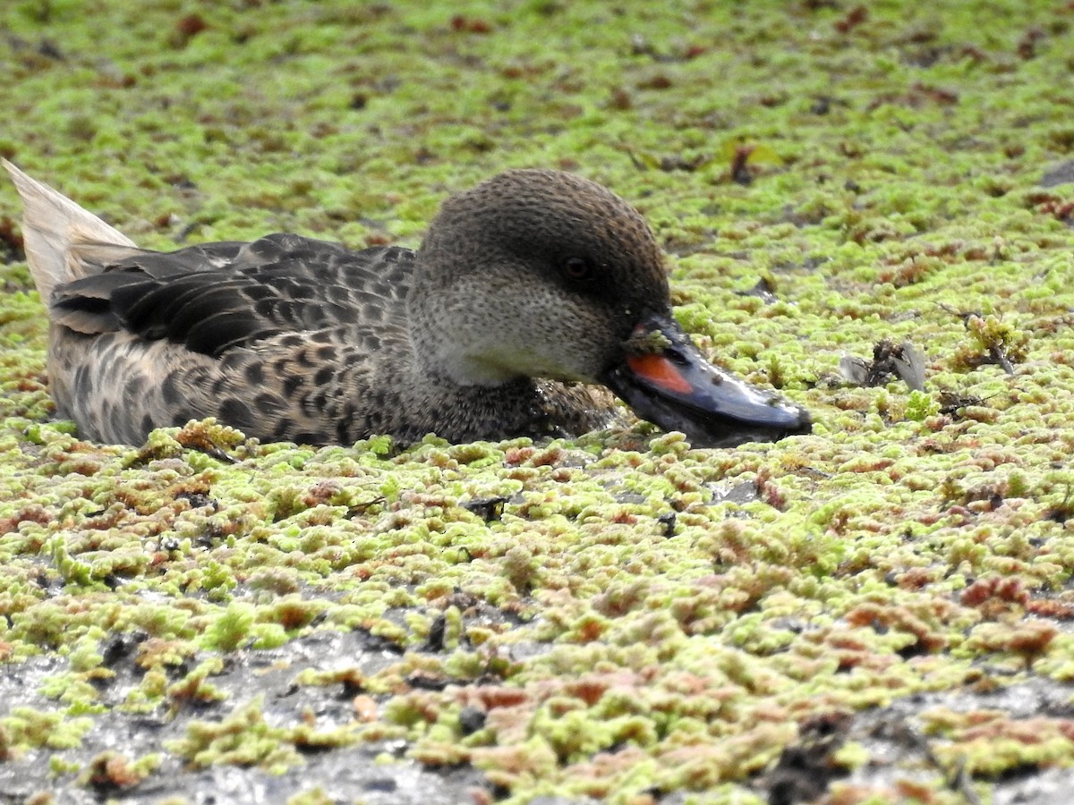 White-cheeked Pintail - ML28753091