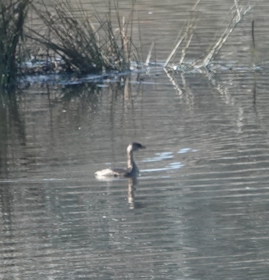 Pied-billed Grebe - ML287534181