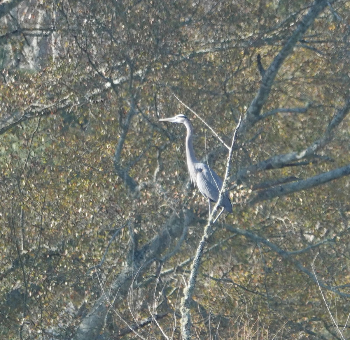 Great Blue Heron - ML287534211