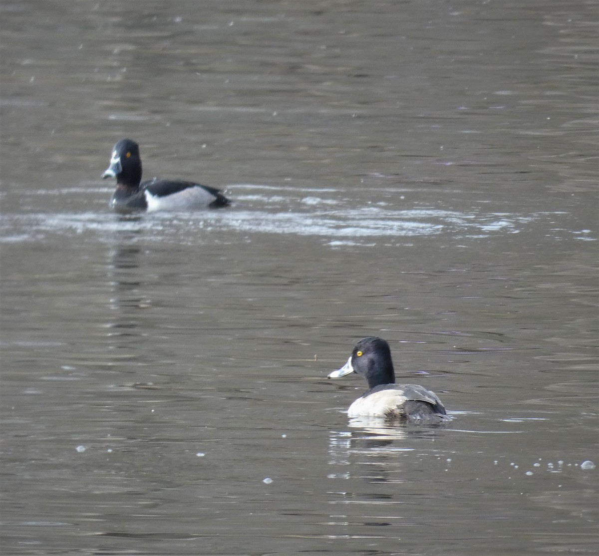 Ring-necked Duck - Michelle Browning