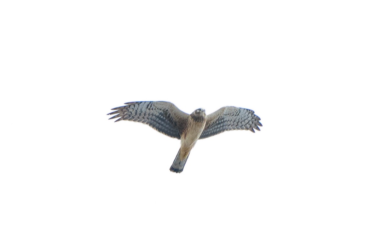 Northern Harrier - T. Jay Adams