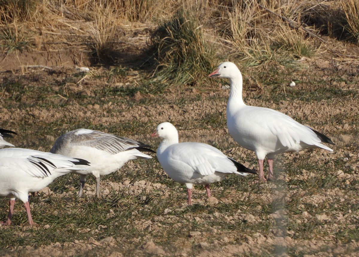 אווז קנדי - ML287535341