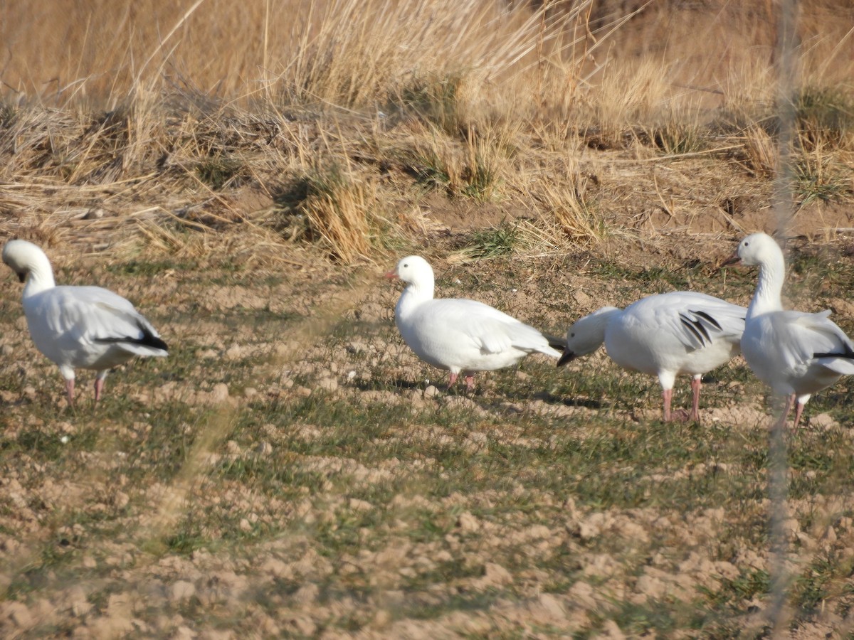 Ross's Goose - ML287535381