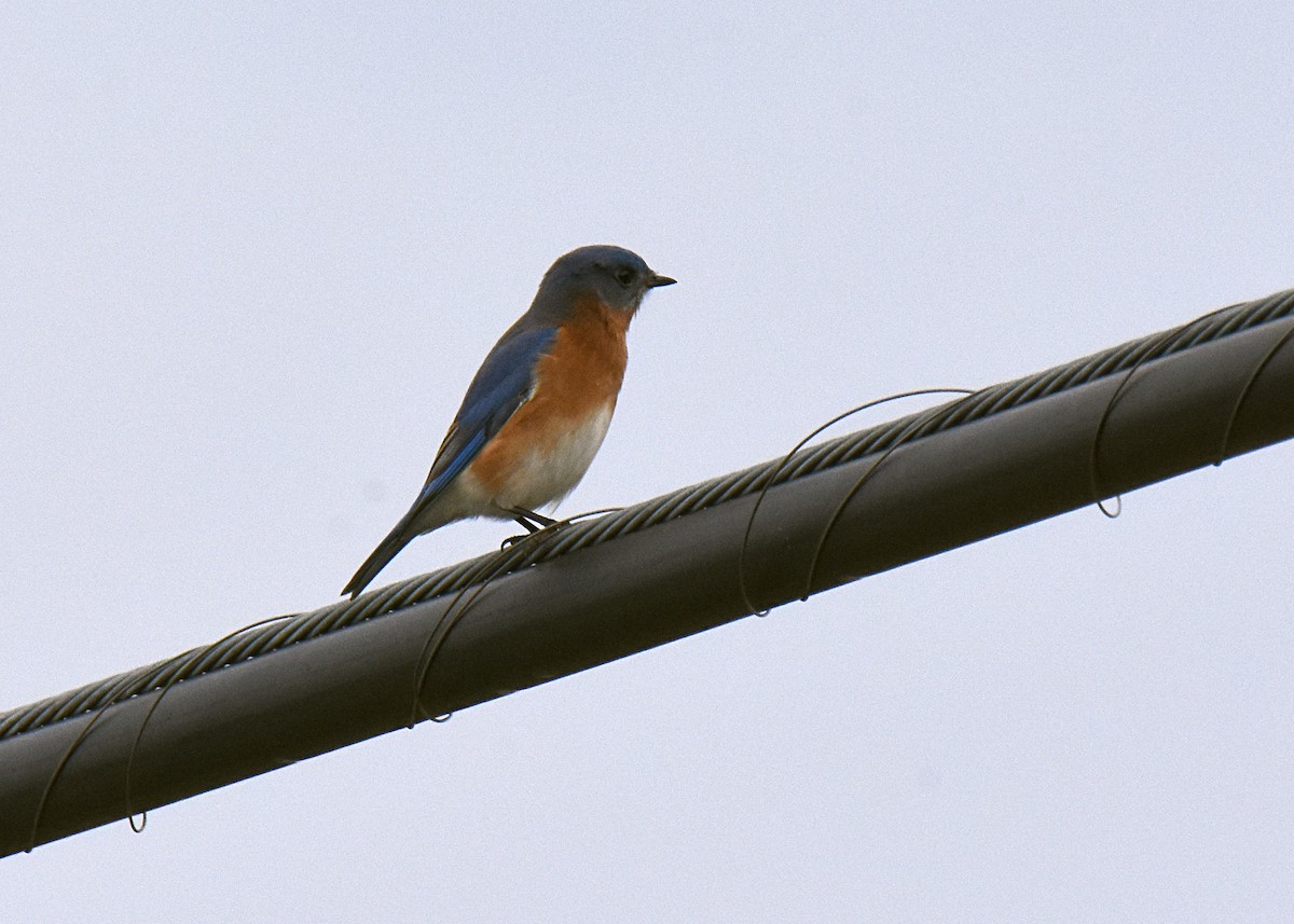 Eastern Bluebird - Stephen Kerr