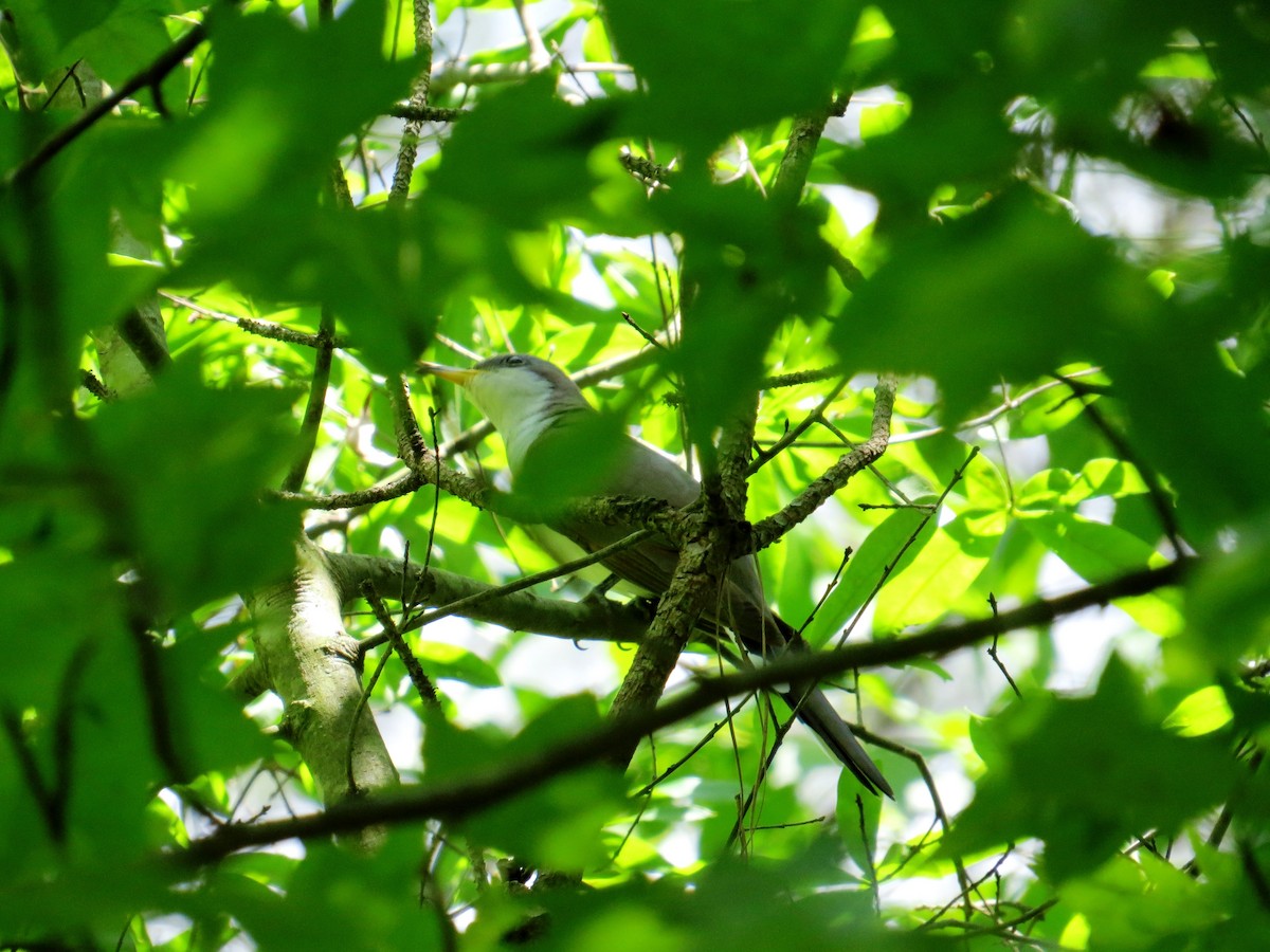 Yellow-billed Cuckoo - ML28754161