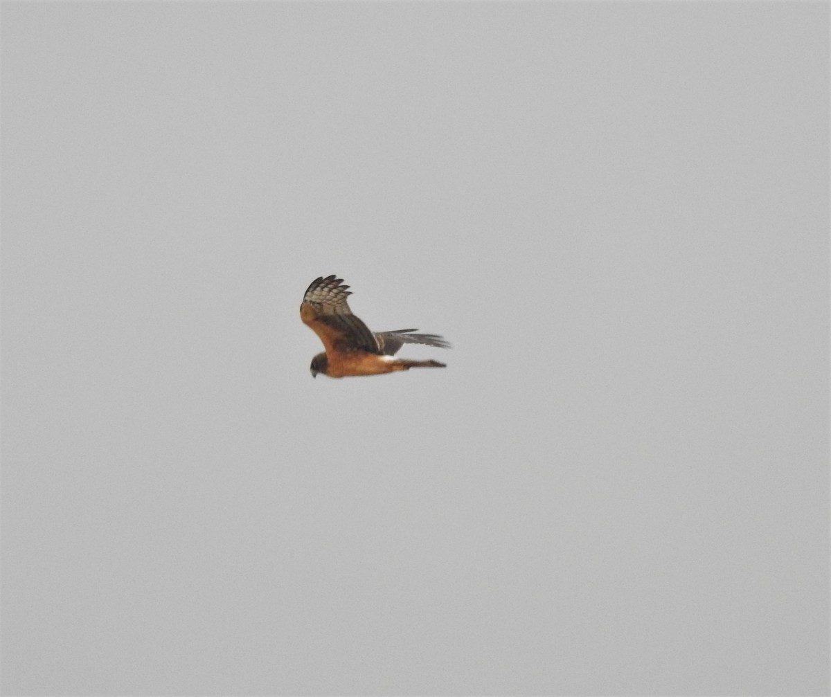 Northern Harrier - ML287544271