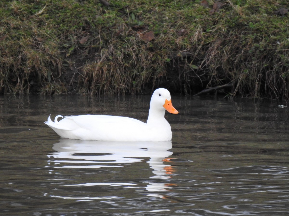 Fehlfarben-Stockente/Hausente - ML287544721