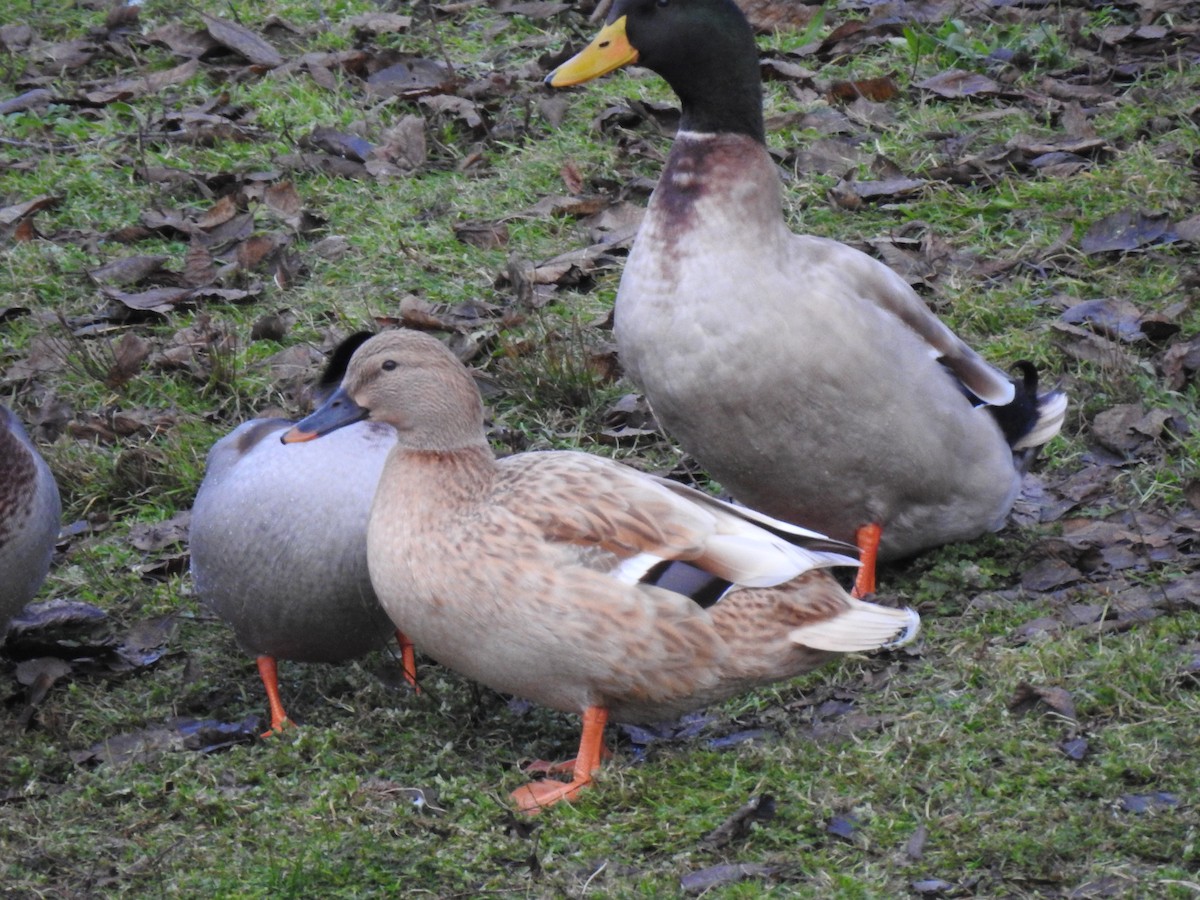 Fehlfarben-Stockente/Hausente - ML287544741